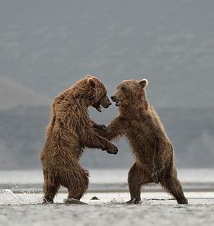 two brown bears