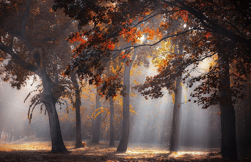 trees painting, sun rays, forest, fall, leaves HD wallpaper