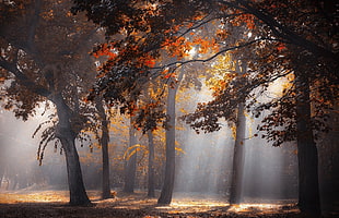 trees painting, sun rays, forest, fall, leaves