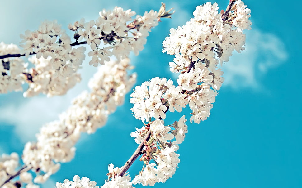 white petaled flowers close-up photography HD wallpaper
