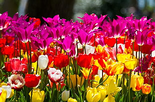 colorful Tulip flower field during daytime