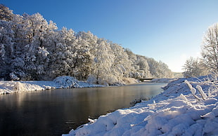 snow-covered trees, landscape, winter, river, nature