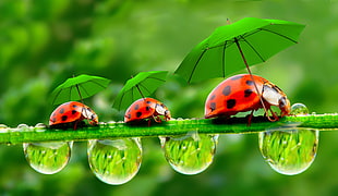 photography of three lady bugs with umbrellas