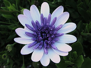 close image of purple-and-white petaled flower, feira