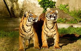 two tiger on grass