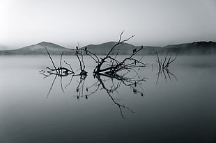 branches of tree on calm body of water grayscale photography