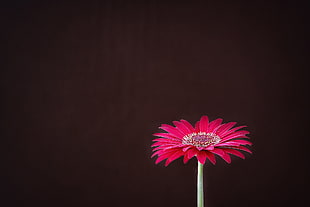 shallow focus photography of red Daisy