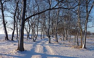 grey leafless trees, landscape, trees, path, snow