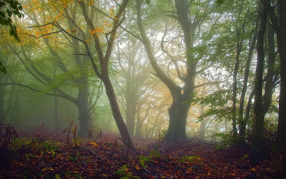 photo of forest HD wallpaper