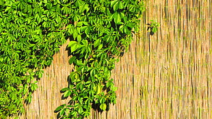 green leaves, leaves HD wallpaper