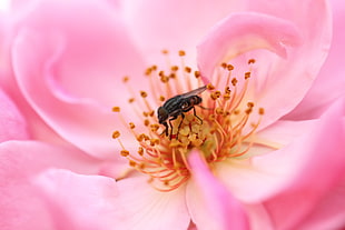 black and yellow hoover fly on pink petaled flower HD wallpaper