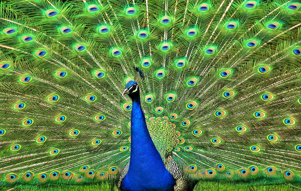 peacock HD wallpaper