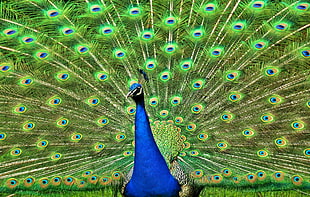 peacock HD wallpaper