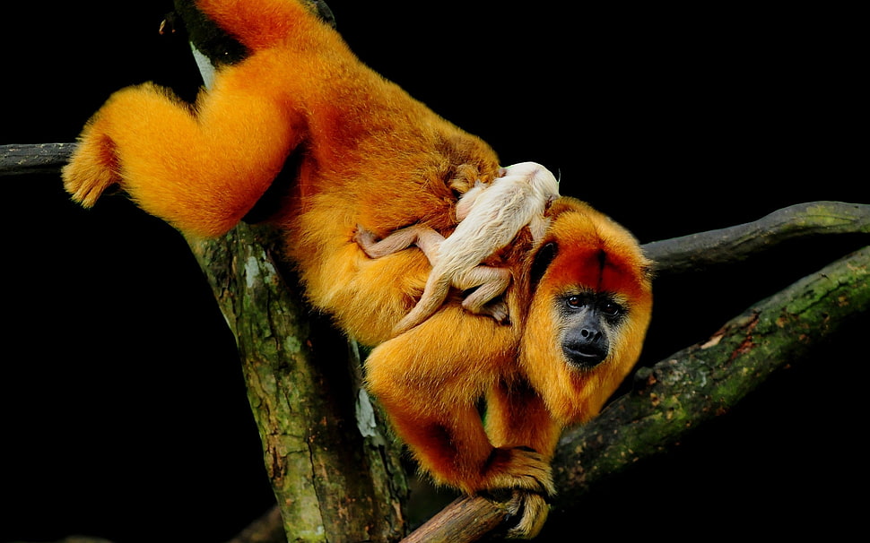 orange primate and baby monkey on trunk HD wallpaper