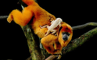 orange primate and baby monkey on trunk