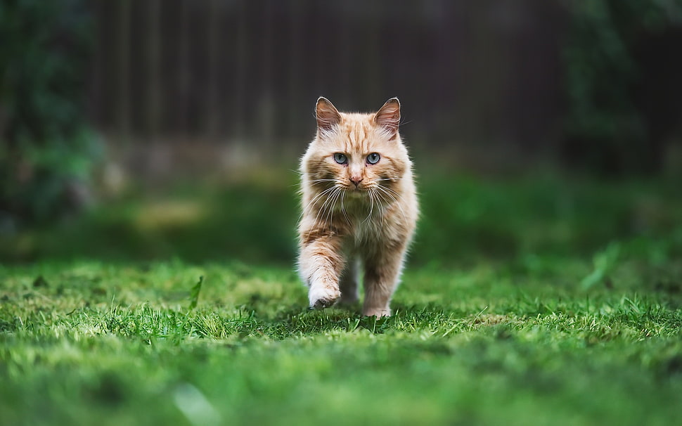orange cat, animals, cat HD wallpaper
