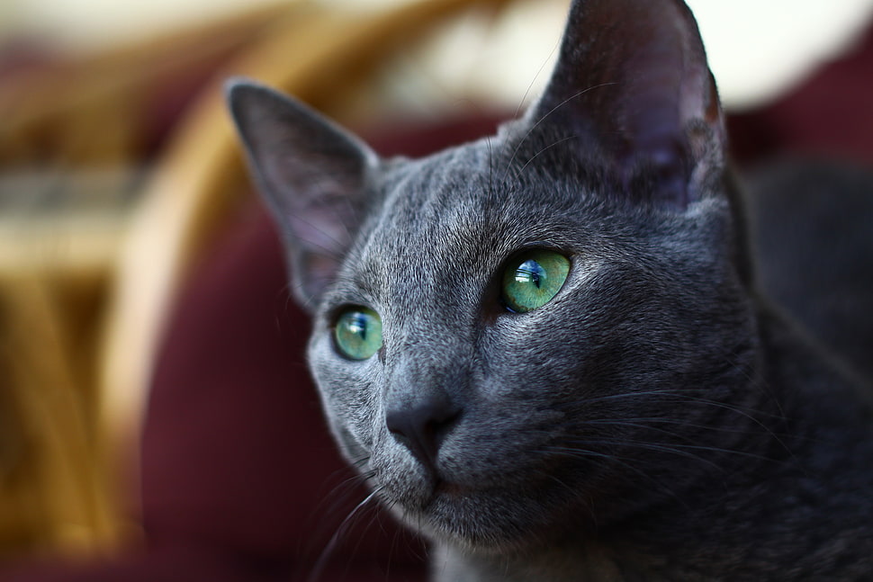 black cat HD wallpaper