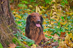 red long coated dachshund beside brown tree