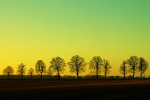 silhouette of trees during daytime HD wallpaper
