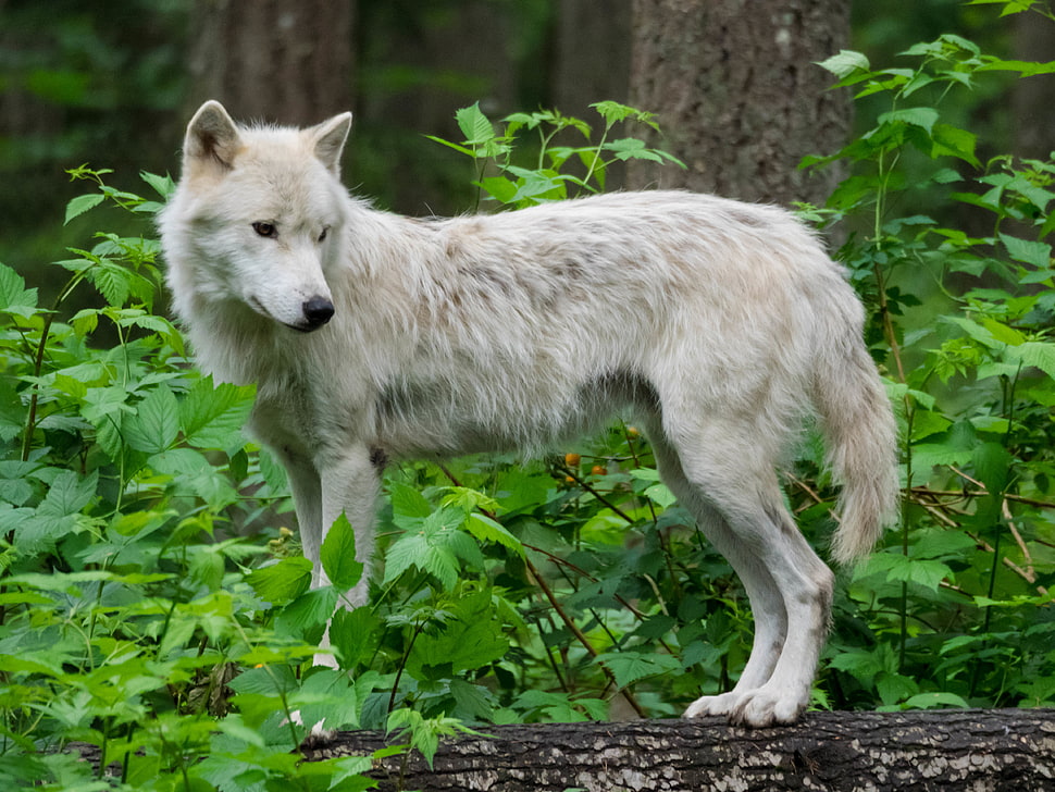 white Wolf on green grass during daytime HD wallpaper