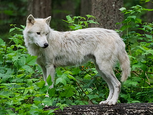 white Wolf on green grass during daytime