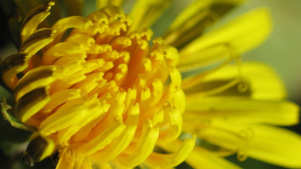 macro photography of yellow Chrysanthemum HD wallpaper