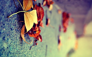focus photography of leaf HD wallpaper