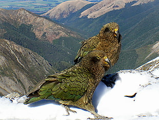 two green birds on top of mountains photography during daytime, kea