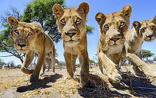 four brown cubs, lion, trees, big cats, Africa