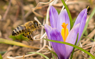 Honey bee near petaled flower during day HD wallpaper