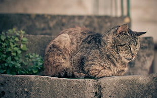 closeup photography of brown tabby cat on concrete stairs