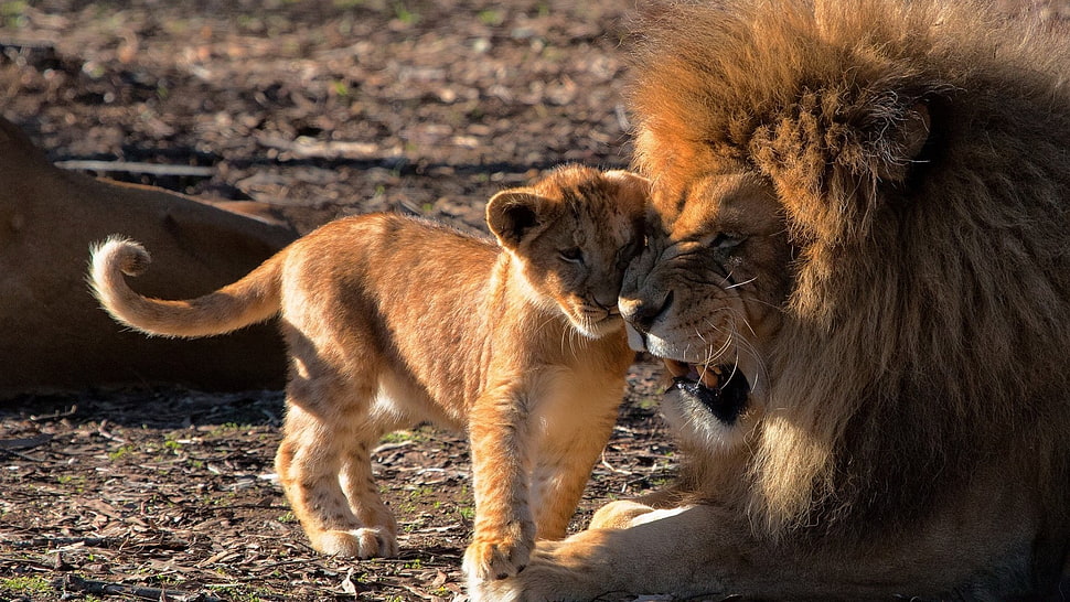 lion and cub, lion, animals HD wallpaper