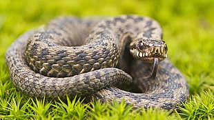 brown and black python, animals, wildlife, snake HD wallpaper