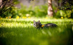 tilt shift lens photography of brown tabby kitten on grass