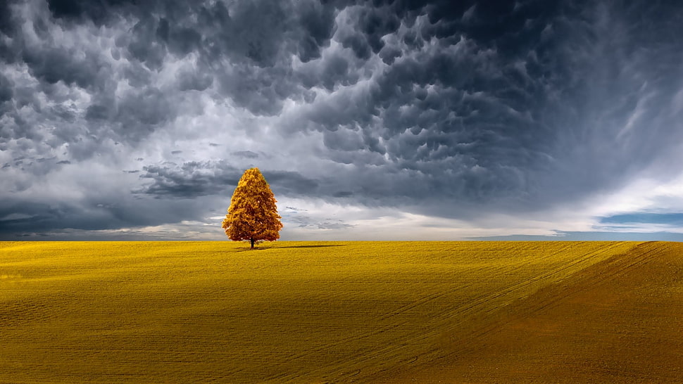 brown tree, 500px, sky, clouds, landscape HD wallpaper