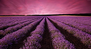 purple petaled flower field HD wallpaper