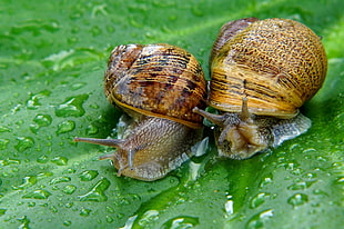 close up photo of two brown snails