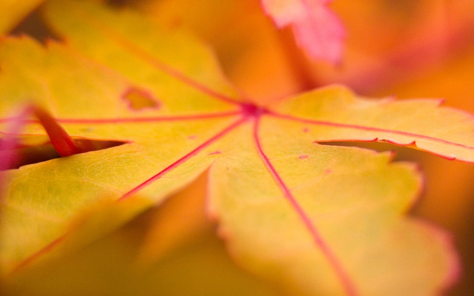 brown leaf HD wallpaper
