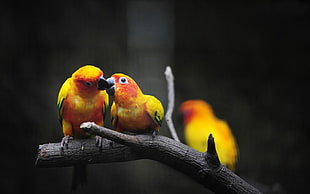 Parrot,  Branch,  Color,  Birds HD wallpaper