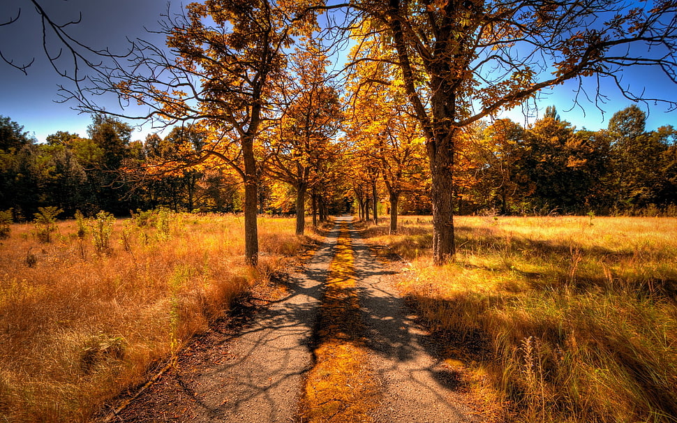 gray pathway with trees, landscape, fall, trees, nature HD wallpaper