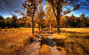 gray pathway with trees, landscape, fall, trees, nature