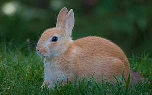 brown rabbit