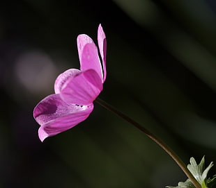 selective focus photogpraphy of purple petaled flower