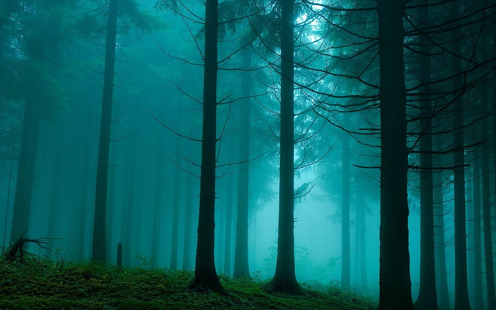 pine trees, forest, mist, nature HD wallpaper