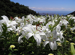 white Asiatic lilies