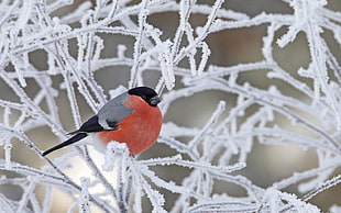 red and gray bird, wildlife, nature, birds, winter HD wallpaper