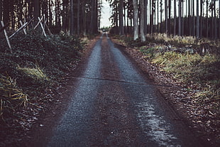 photo of road surrounded by trees at daytime