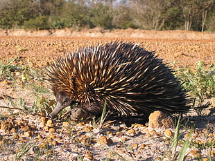 black and brown hedgehog walks on ground during daytime