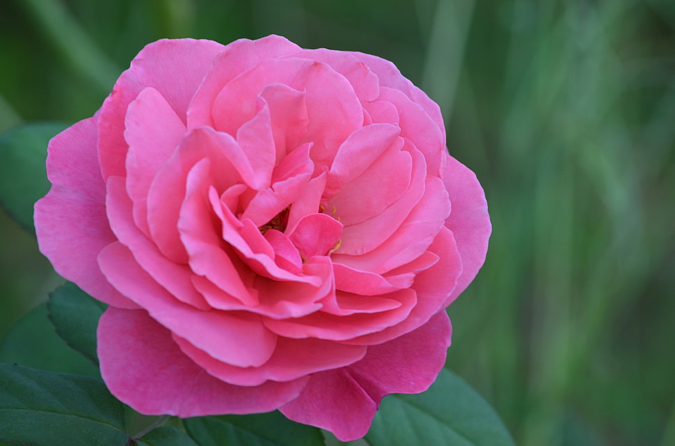 pink Rose flower in bloom at daytime HD wallpaper