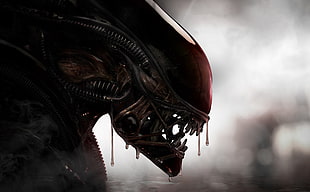 Alien digital wallpaper, aliens, Xenomorph, creature HD wallpaper